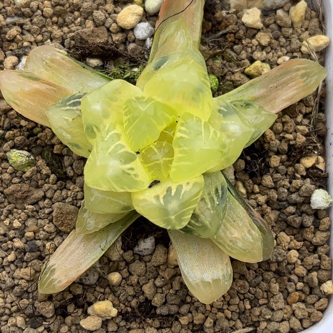 6糊斑老川灯芯玉露锦十二卷多肉