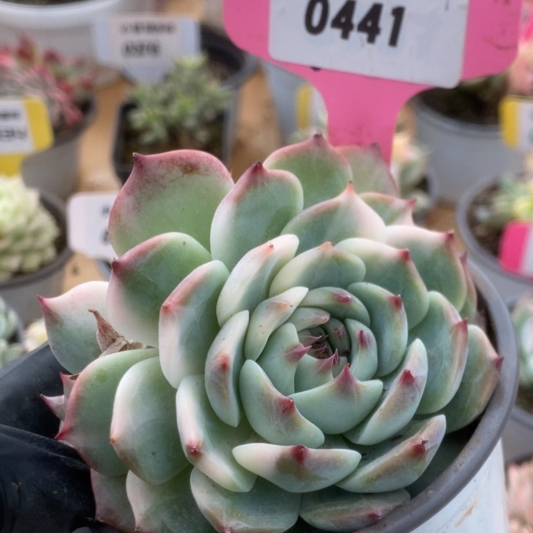 441吉娃娃锦锦锦锦锦锦