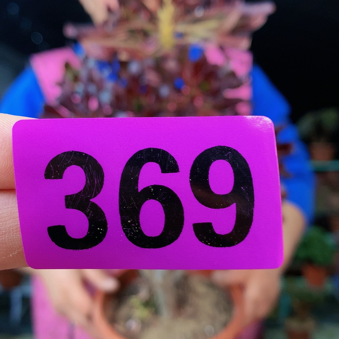 sssssssssssssssssssssdd369