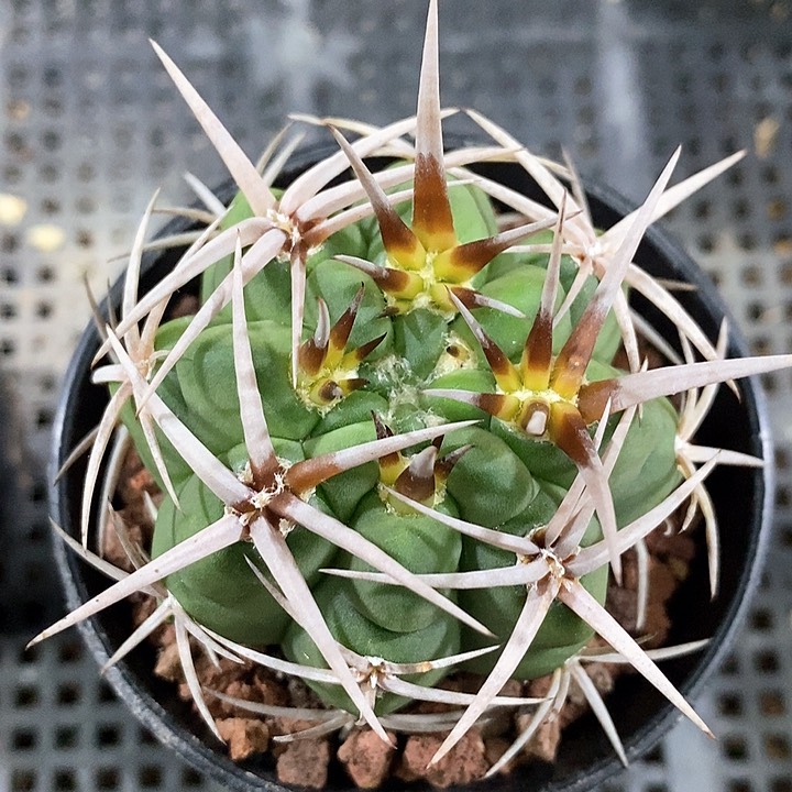 孤品实生顶级粗刺五十铃碧岩玉5.2cm刺宽0.4cm