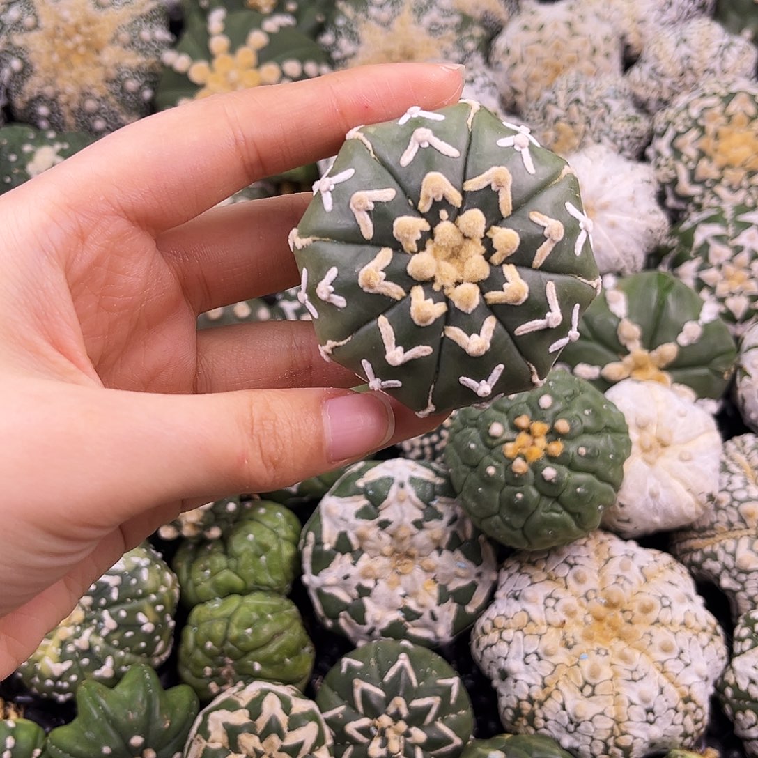 5***9琉璃兜兜哈哈哈哈哈