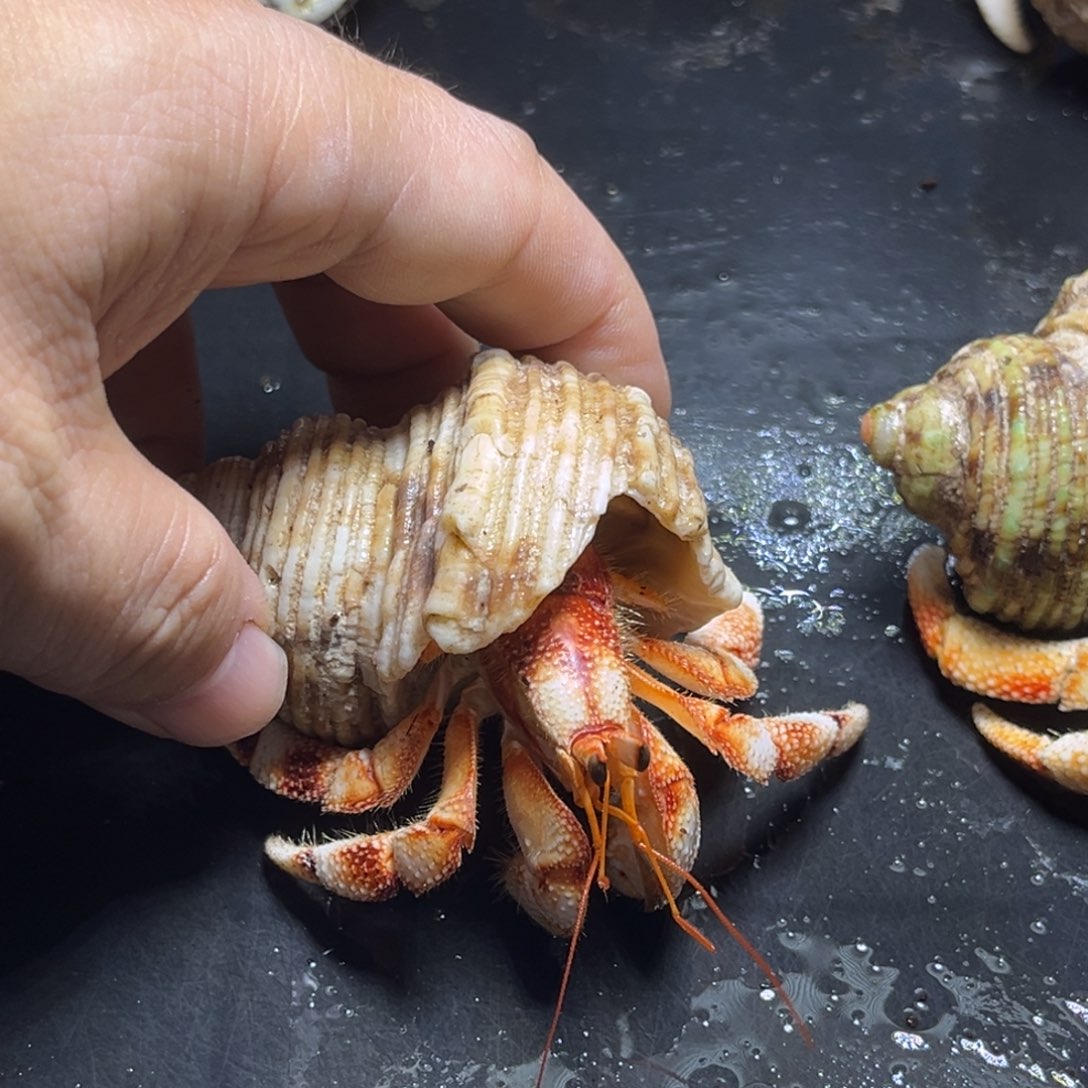 闪18号毛球2.6口径