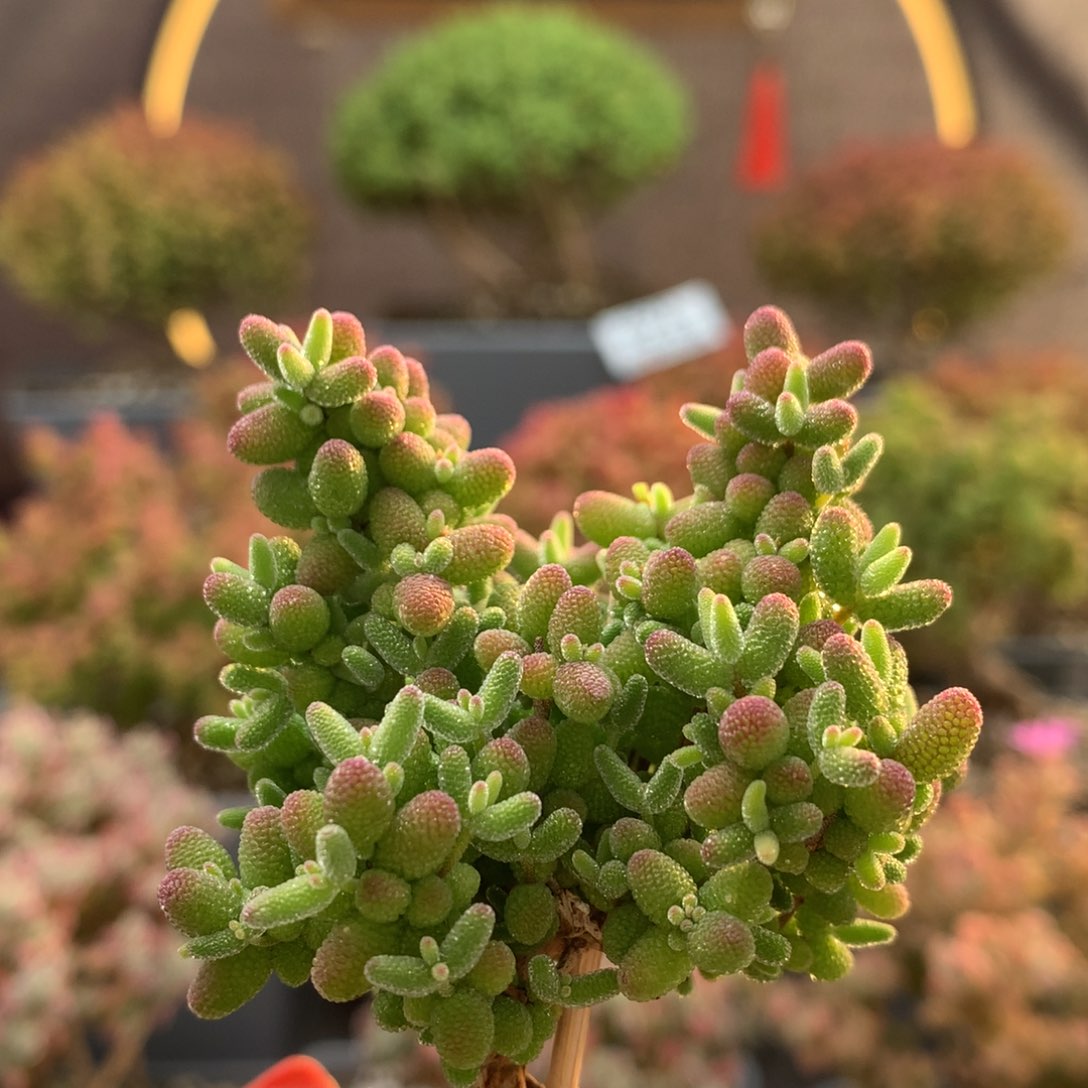 B195蜜橘枝干番杏