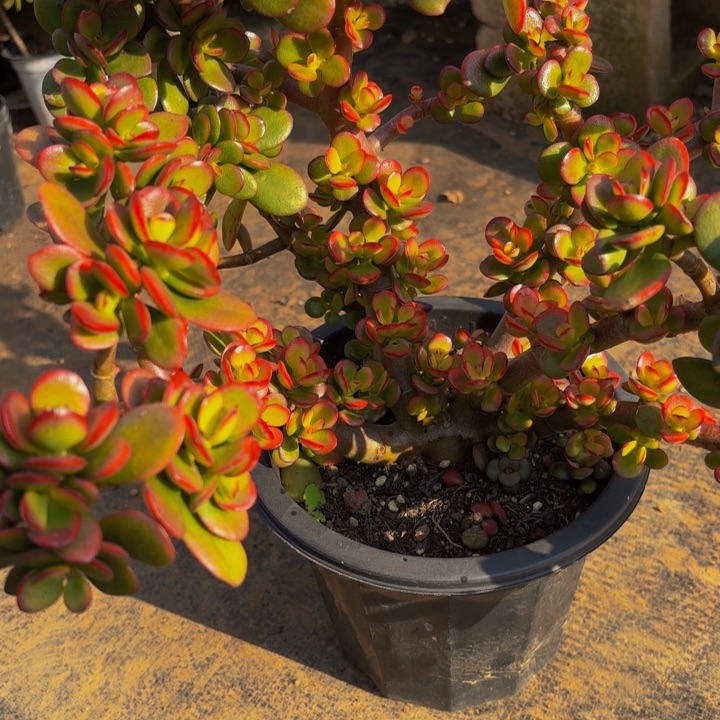 佳***北中国大陆摇钱树啊11