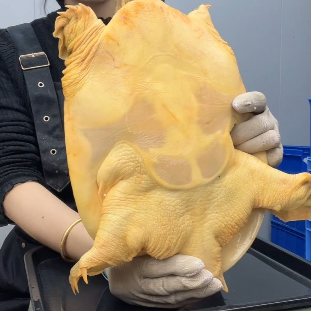 【福利】1 只生态外塘青黄背中华老鳖鲜活食用甲鱼稻田水鱼包邮