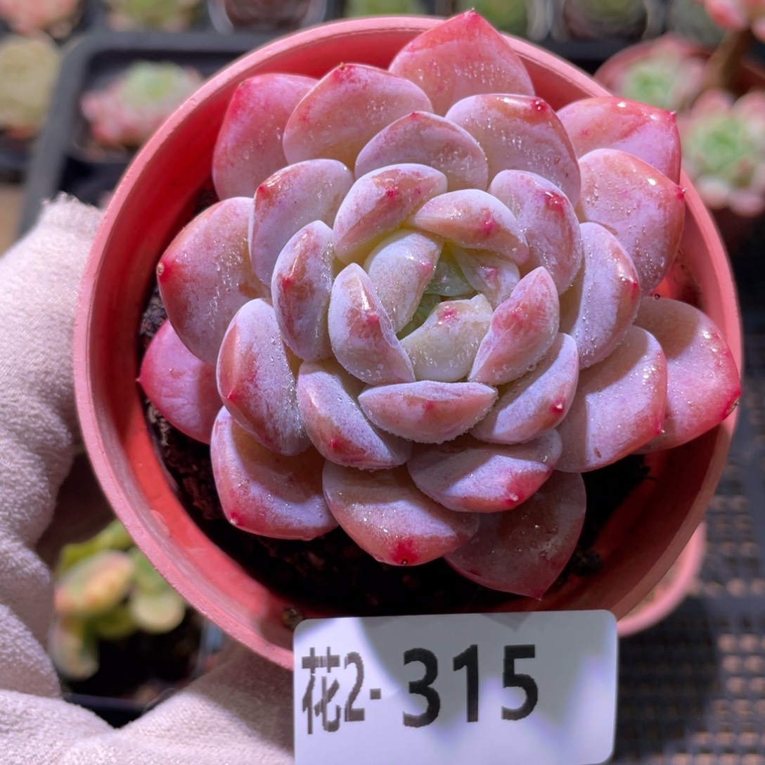 花利美2-315红胖子