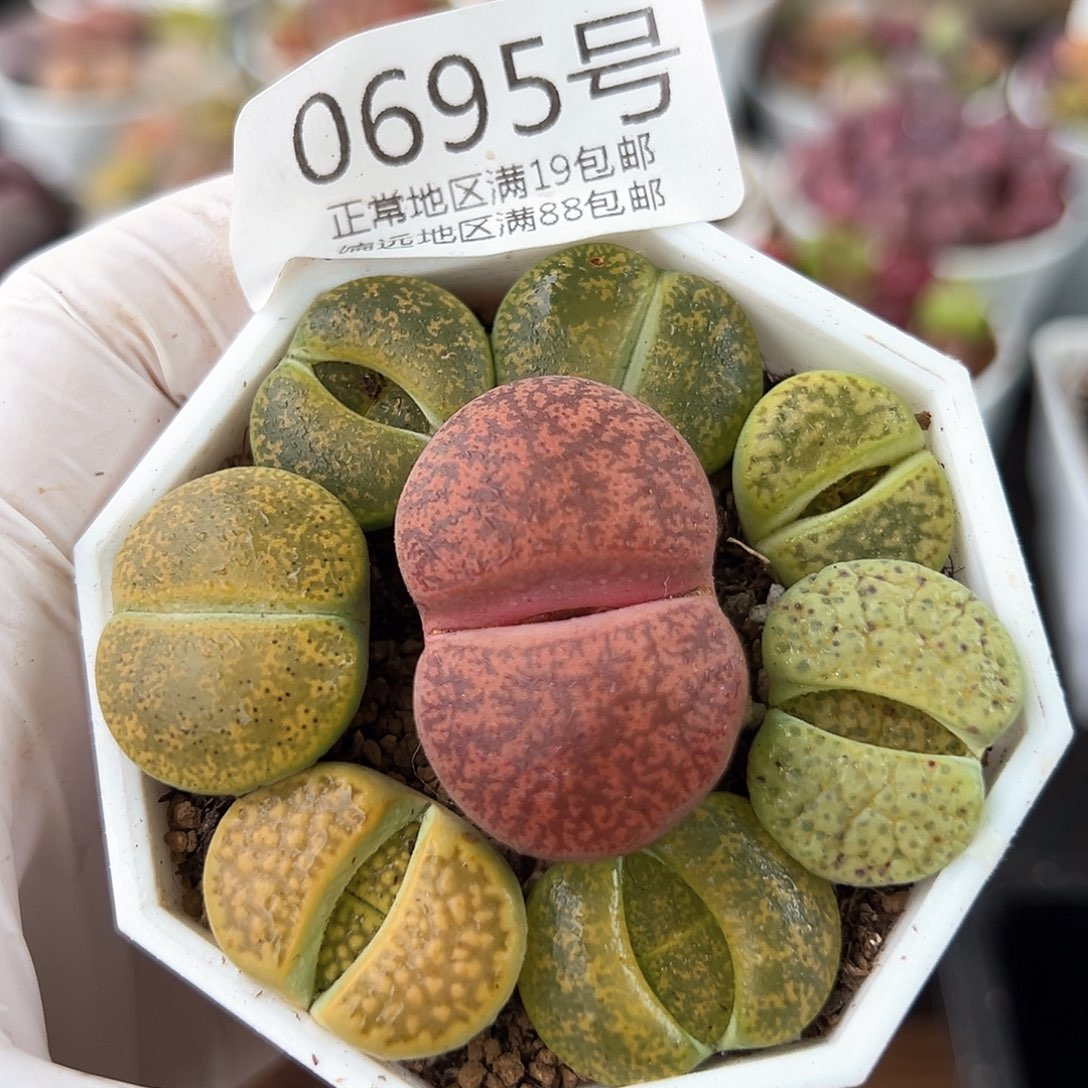 好养易活生石花大母本0695