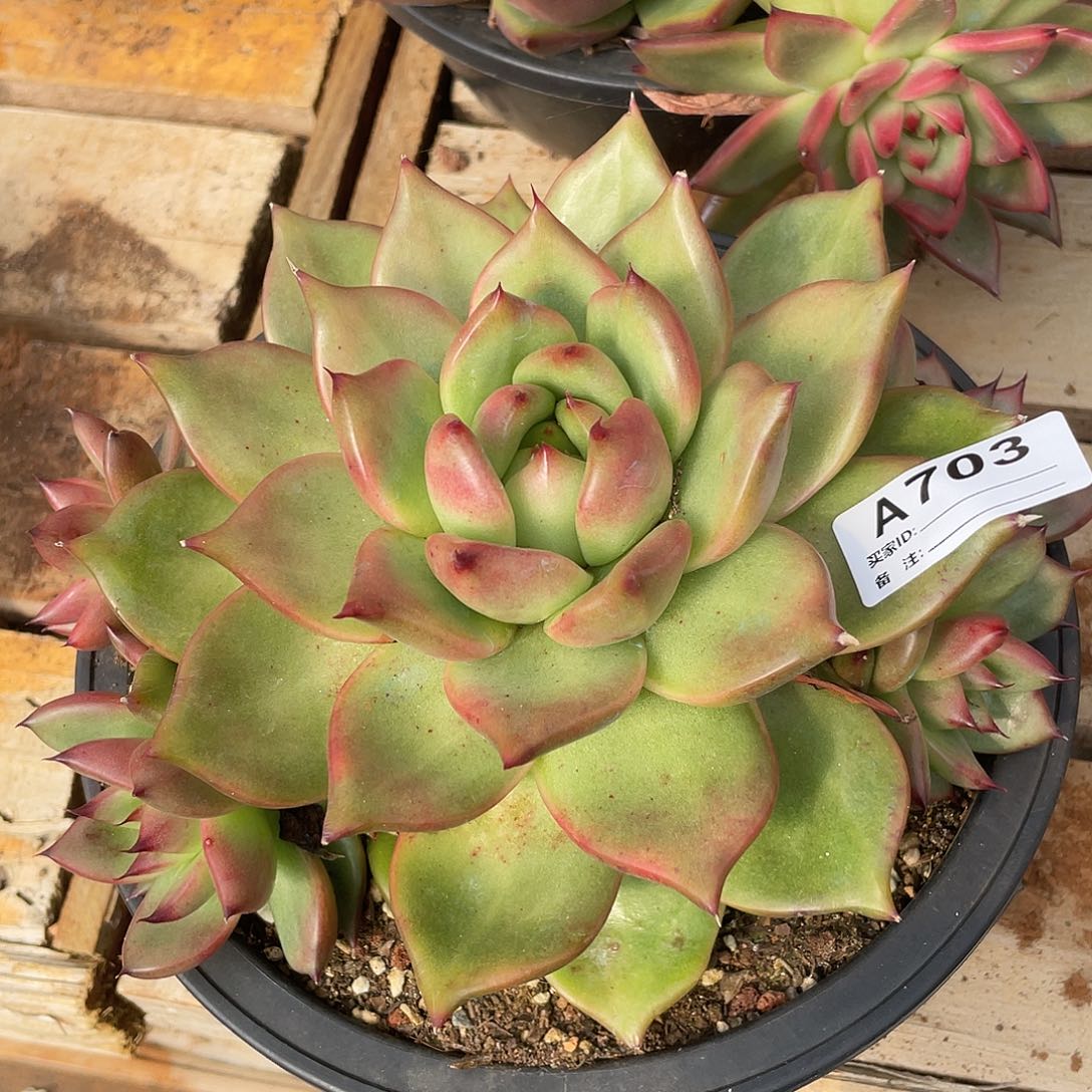 若如东云单拍A703