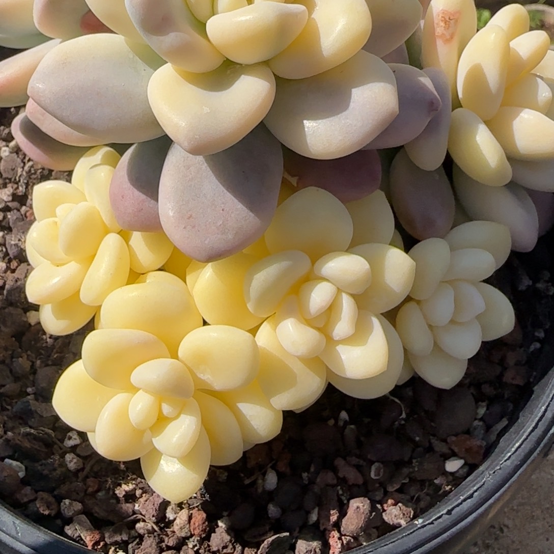 麒***麟多肉植物洛神锦系