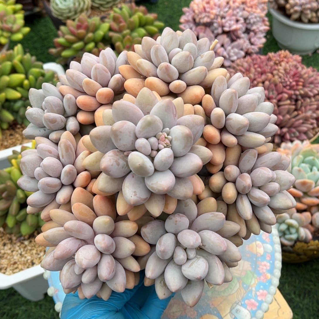 粉恋捧花一物一拍