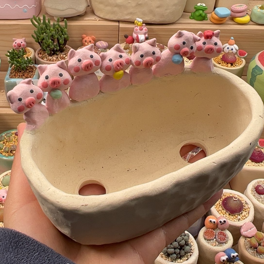 睡***时多肉植物125号种彩色