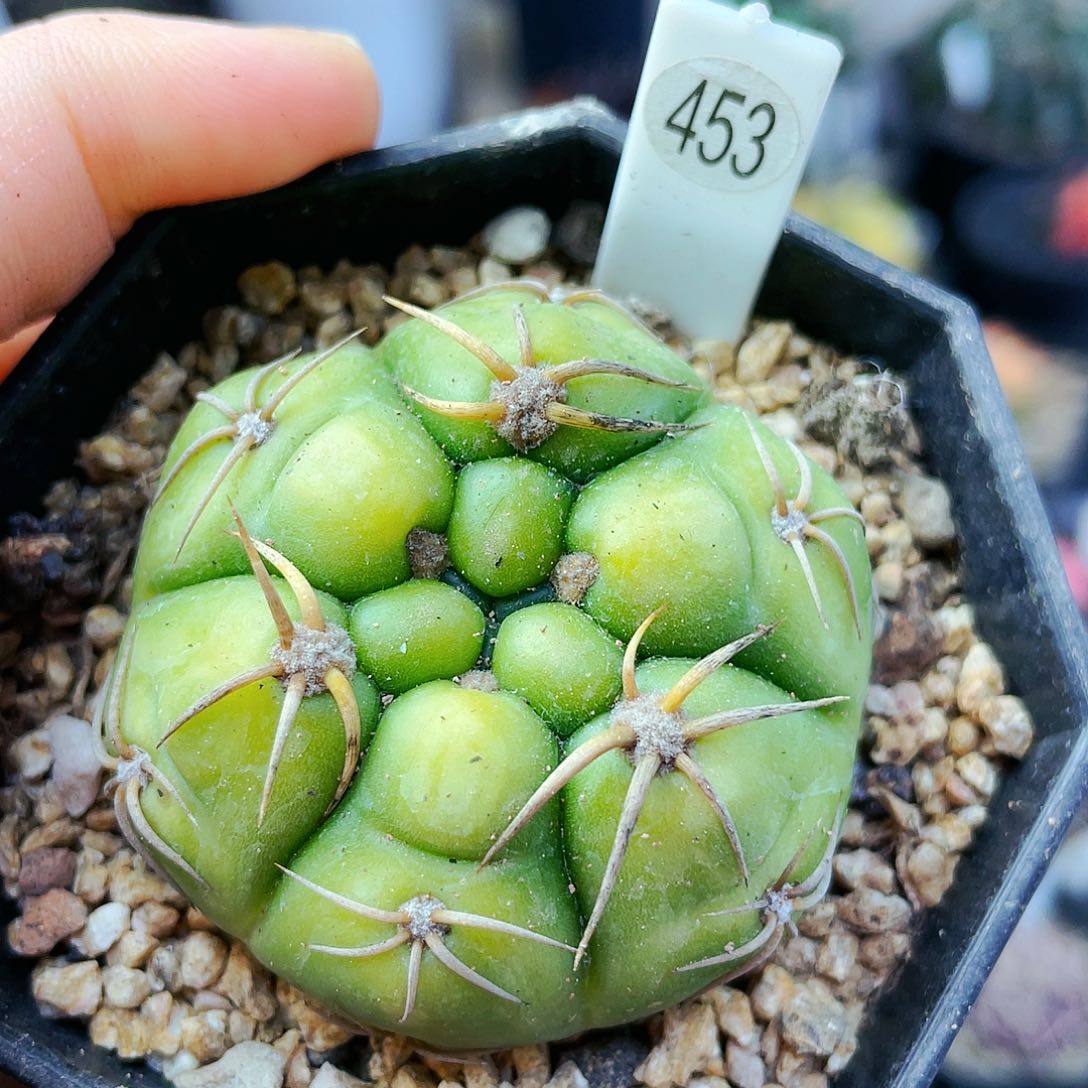 海王锦黄体非偏远地区满25裸根发货仙人球