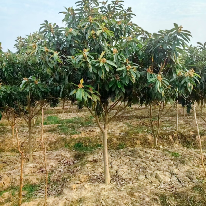 枇杷树苗大五星庭院地栽盆栽南北方种植抗旱耐寒原生枇杷果树苗