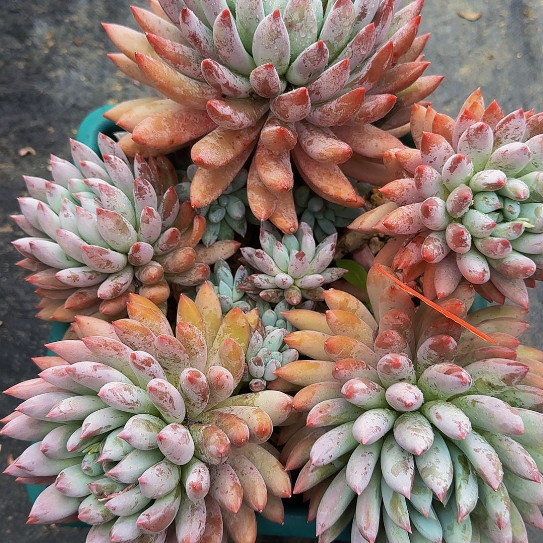 明***好啊咯哦哦哦哦哦哦哦哦哦哦哦哦啊