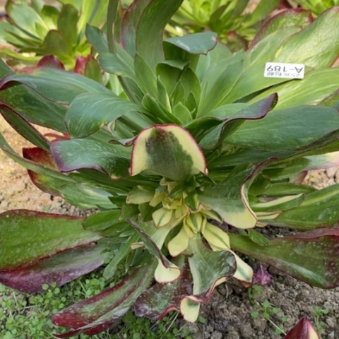 189魅影七彩满25包邮多肉