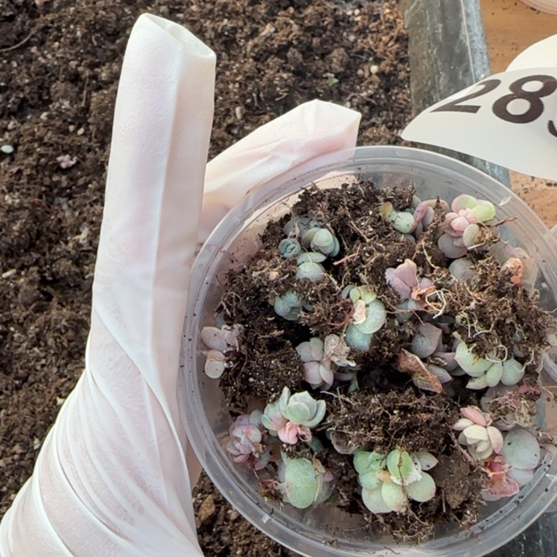 L***K289 号王者系列渣渣多肉一盒