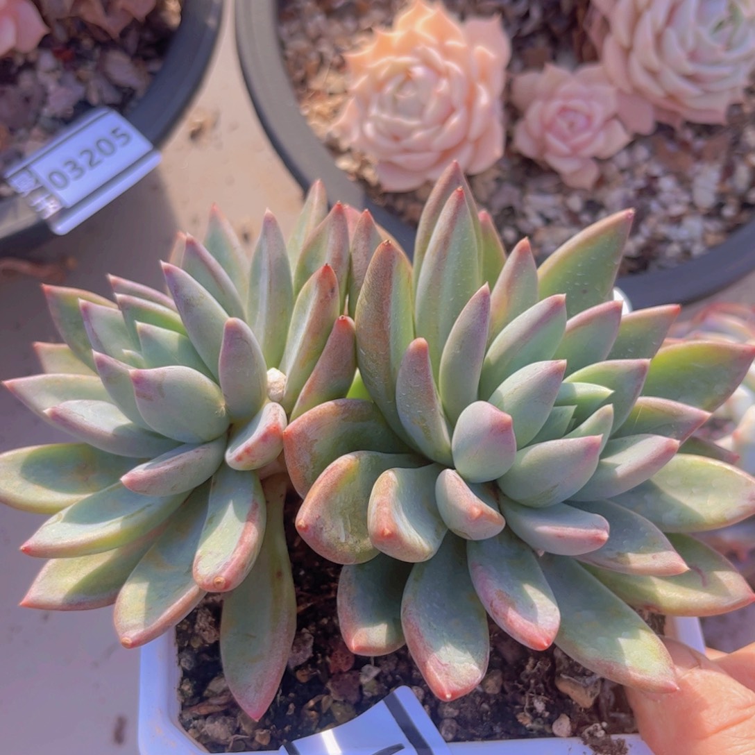 红蛋0361多肉植物