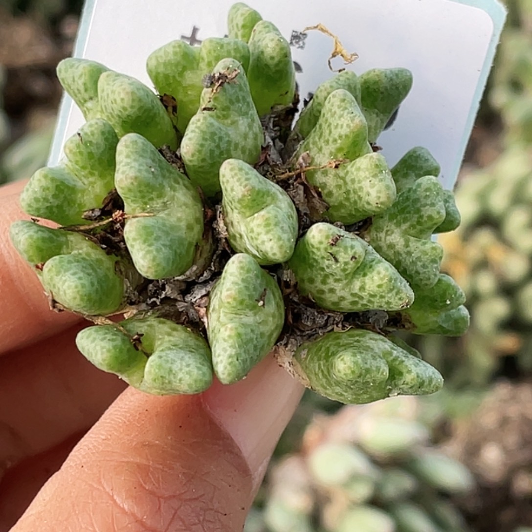 薰****26-39肉锥多肉植物