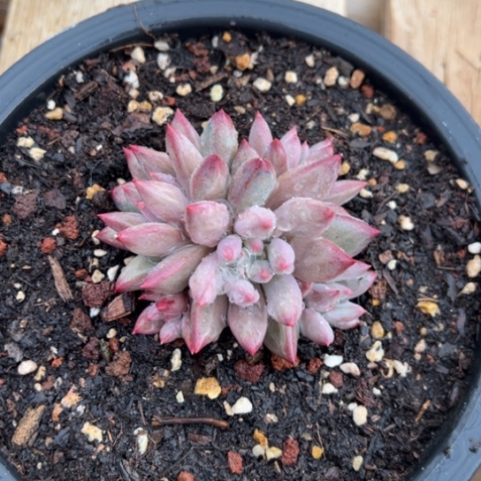 车厘子 夏鸣园艺