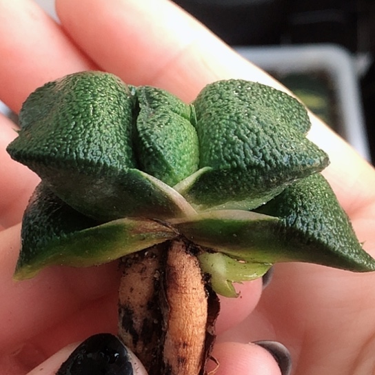 军配蜗牛哈哈哈哈哈哈