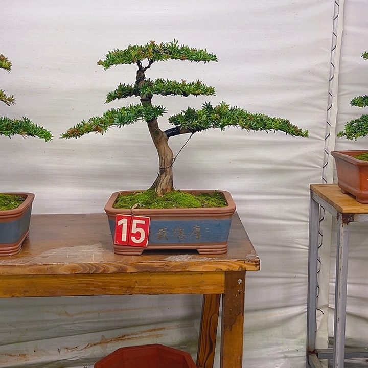 不开花植物15罗汉松