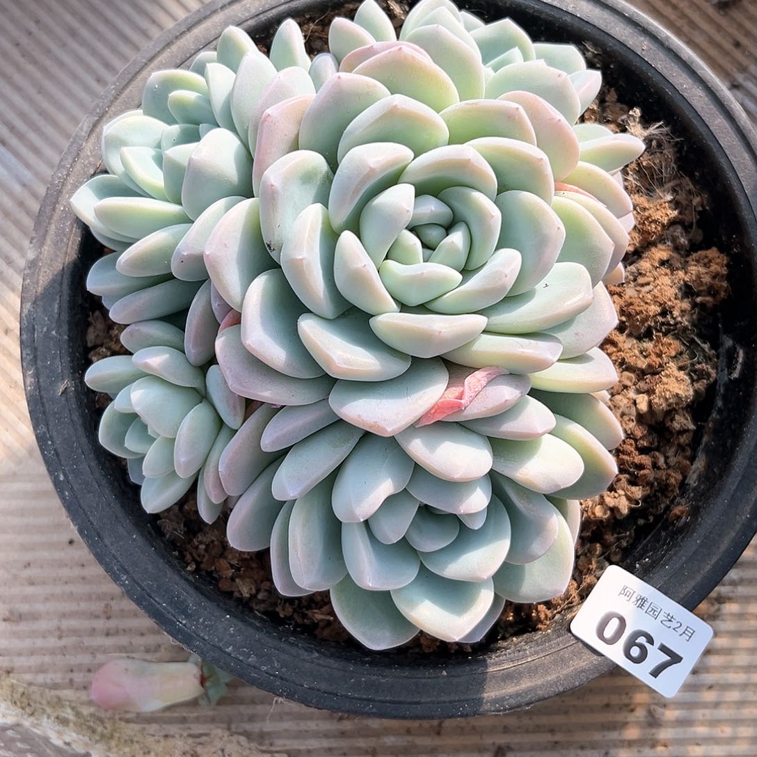 阿雅园艺。    067