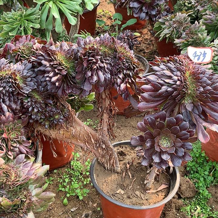 黑铜缀多肉48多肉