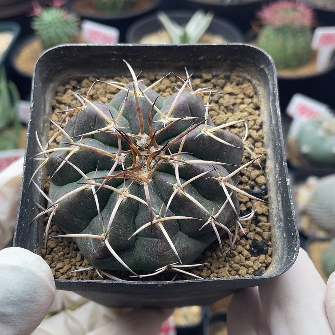实生圆盘玉仙人球多肉植物