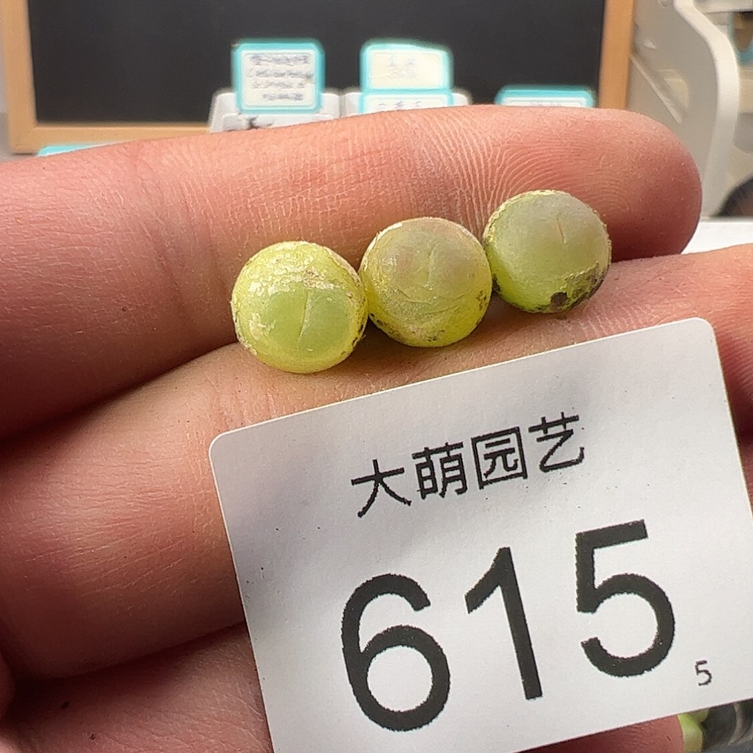 0000615 一物一拍……