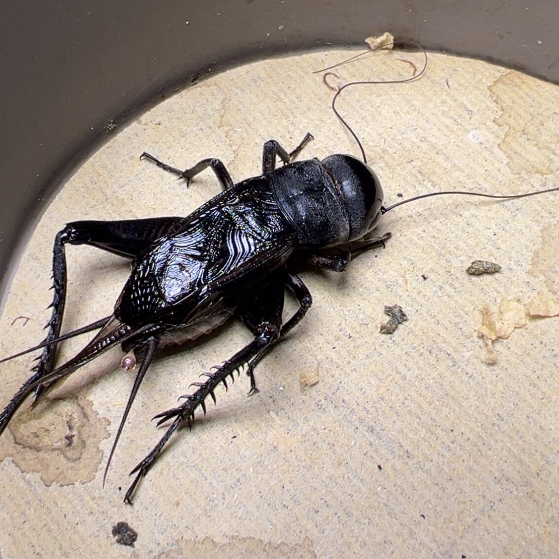 黑虫油葫芦鸣虫听叫