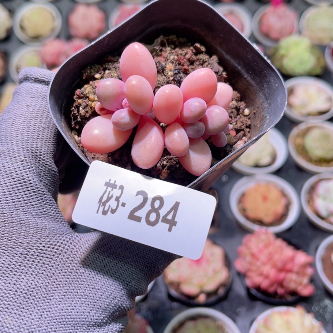 花03-284桃蛋双头