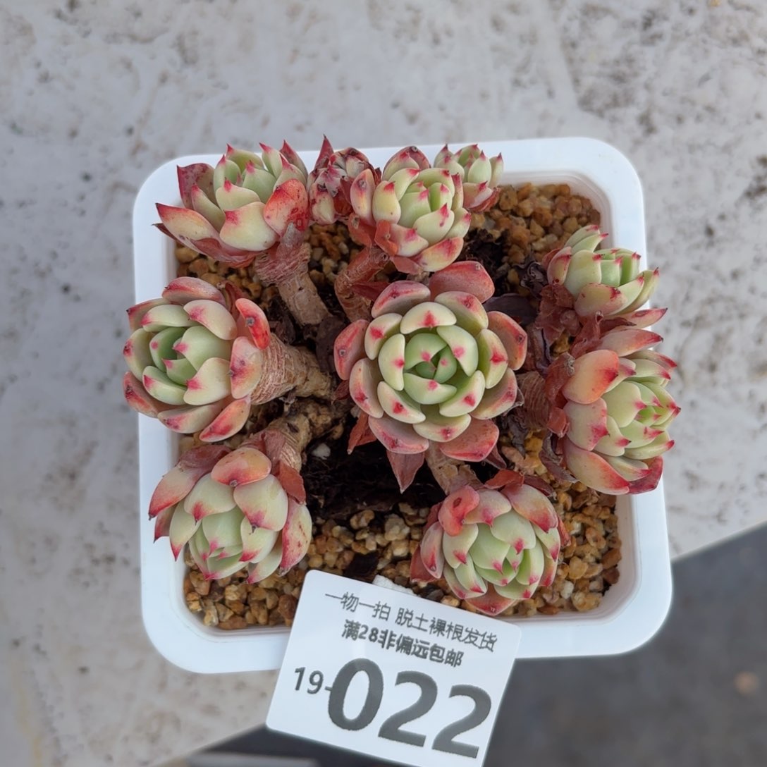 娜娜小勾老桩多肉