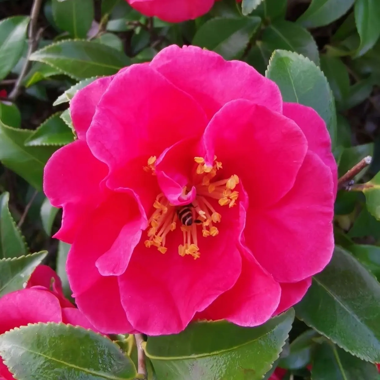 带花苞红花茶梅重瓣大花四季常绿耐寒好养室内外庭院花卉盆栽