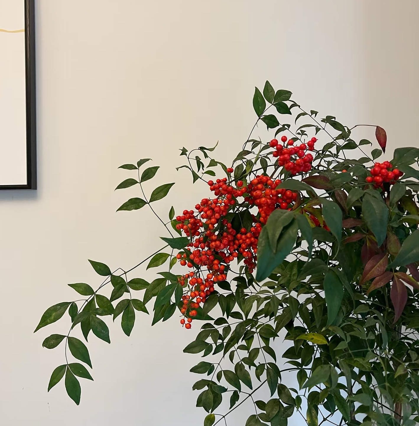 【红果南天竹】超长花期观赏水培南天竹带果花材