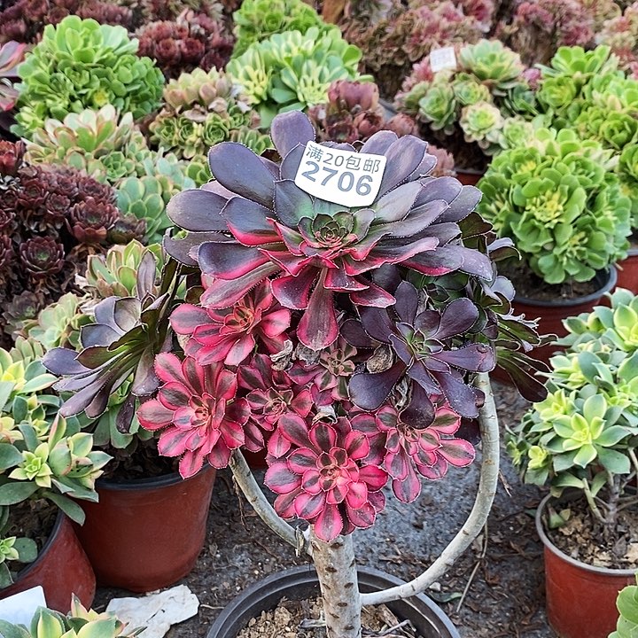 2706 一颗香奈儿