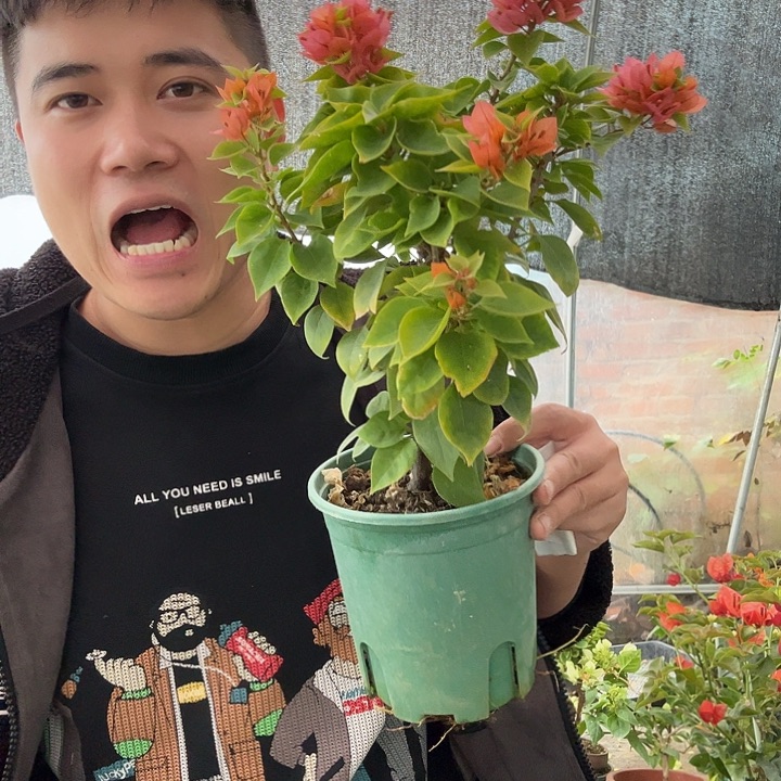 完全开放三角梅6号