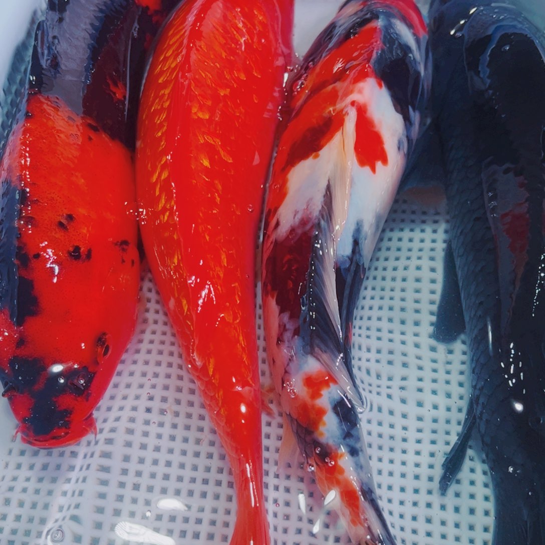 锦鲤锦鲤冷水观赏鱼105