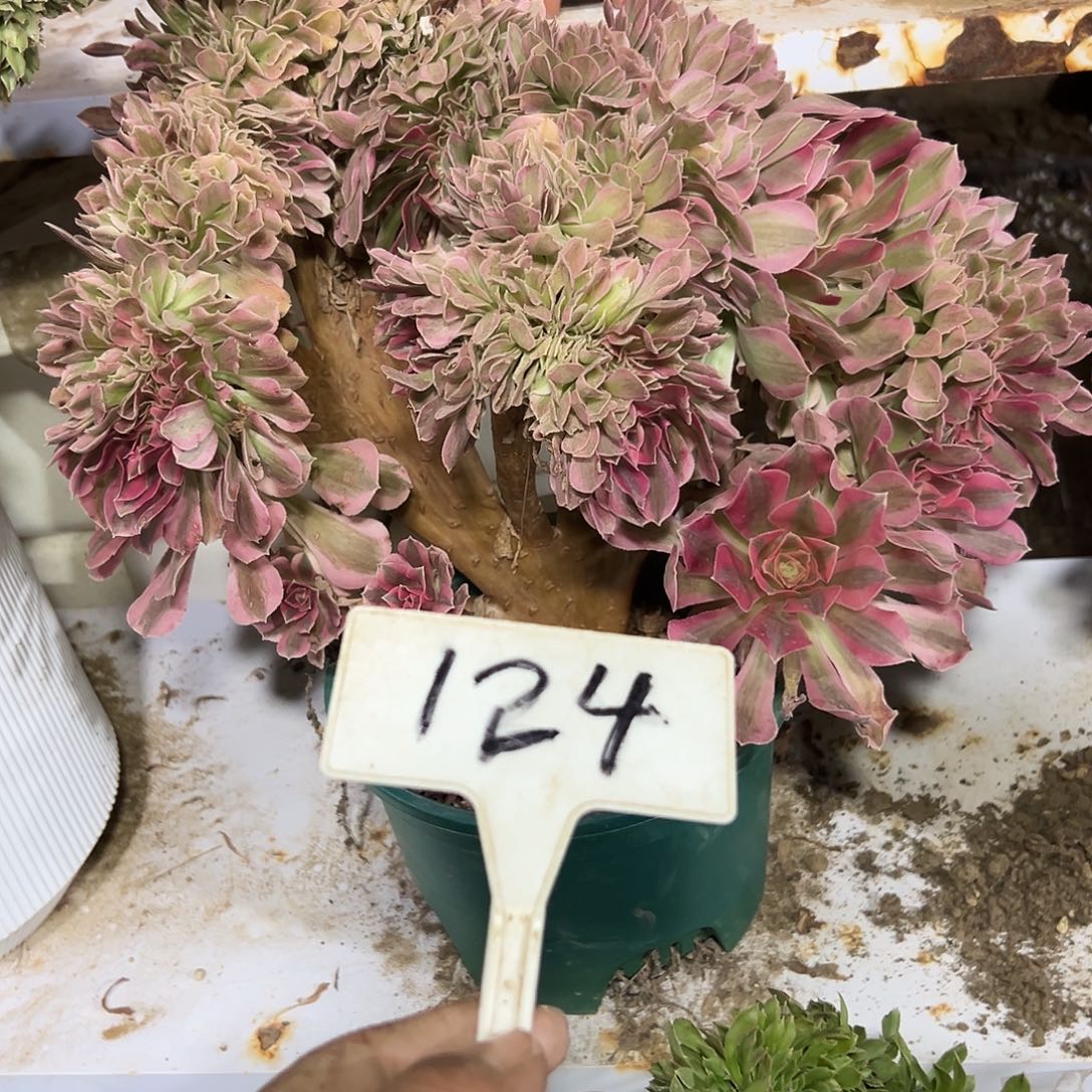 多肉植物粉女巫缀花124