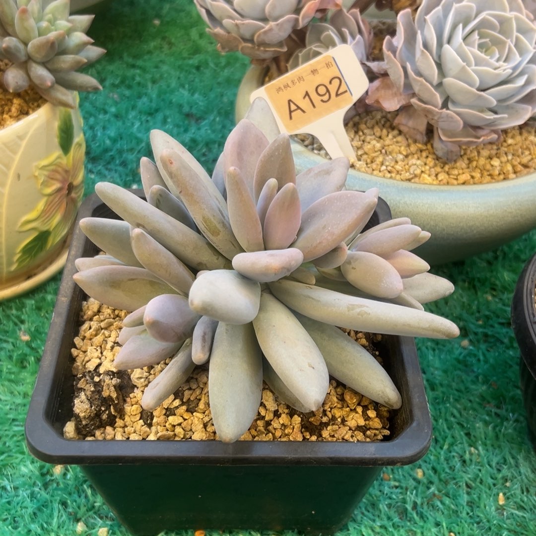 企鹅，，，，，，，，，，，，，，，