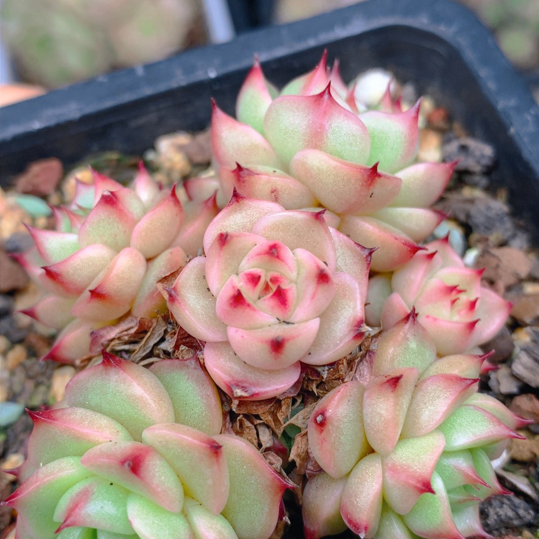 0311-93 麦杆优选