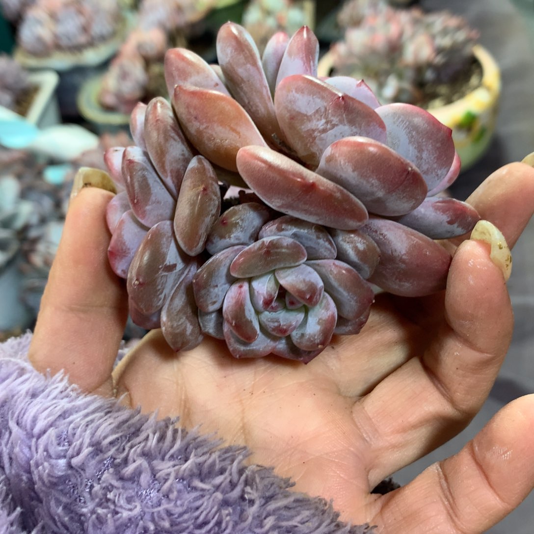 石榴籽，想好再拍，退了拉黑