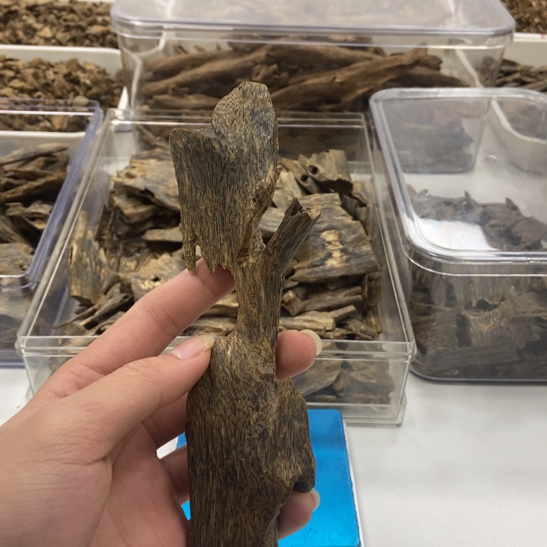 沉香乌身虫漏35克