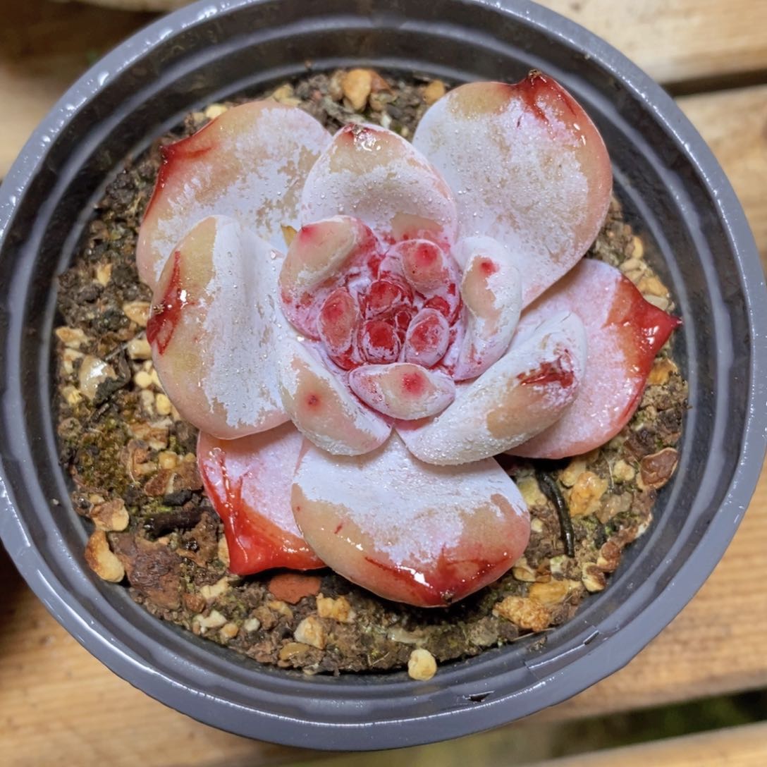 一物一拍多肉植物满38米包邮，可问主播品种