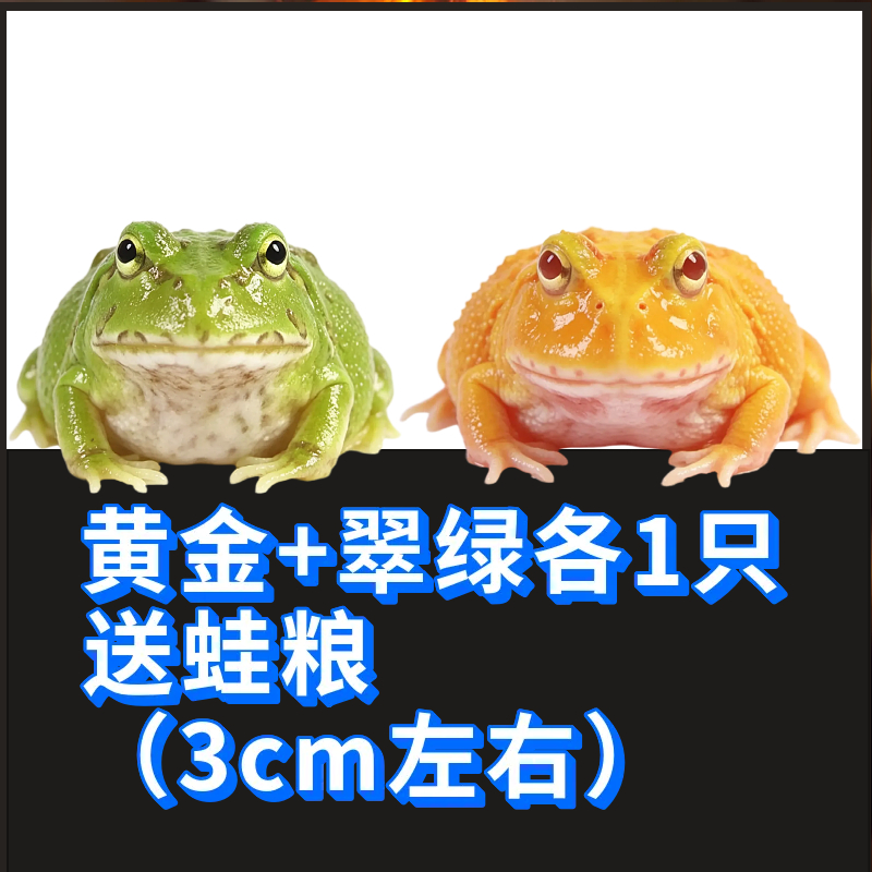 角蛙活体宠物黄金角蛙绿蛙角蛙泥角蛙粮饲养盒蛙饲料宠物青蛙活物