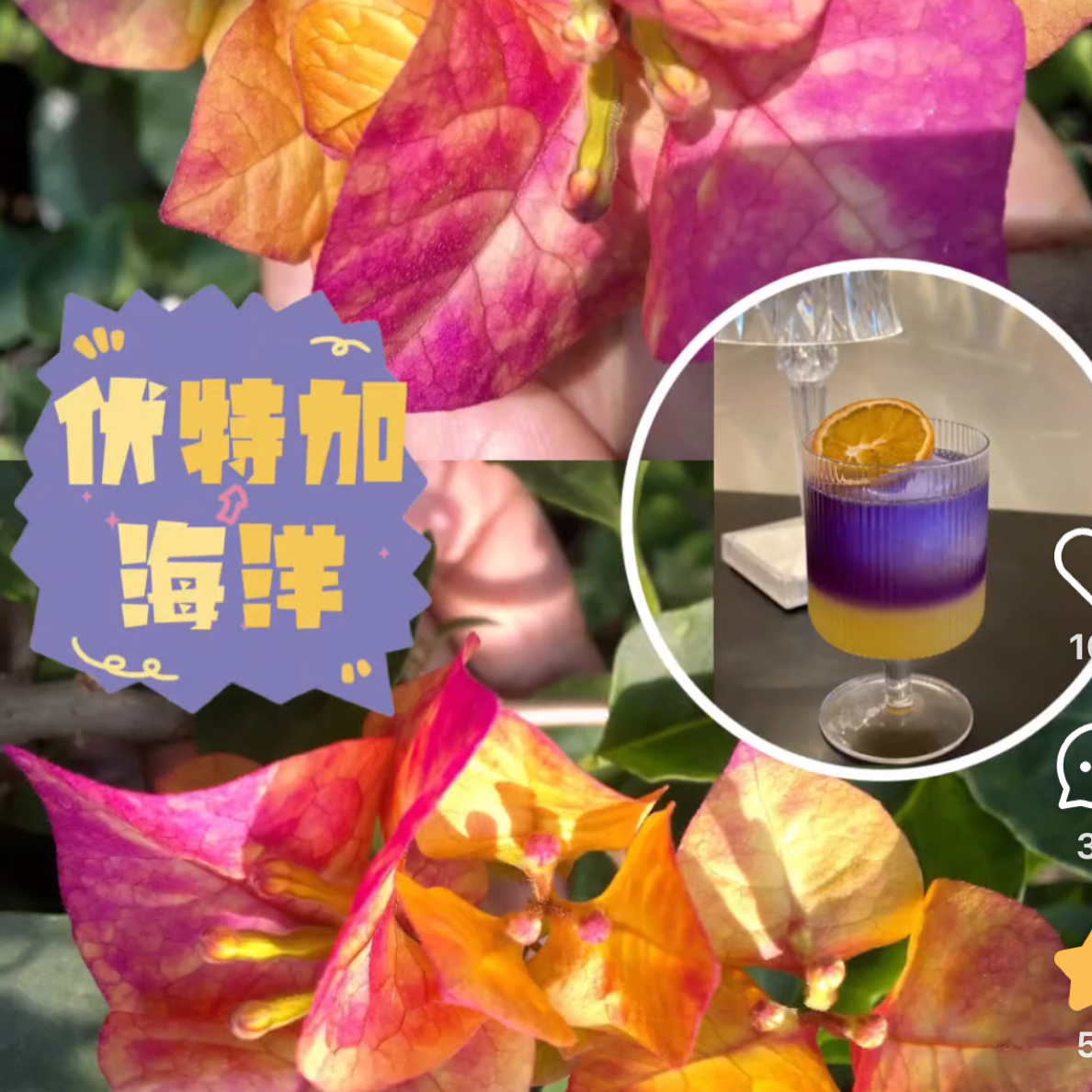 森朴【伏特加海洋】原生扦插袋苗（包花色对版不包售后）