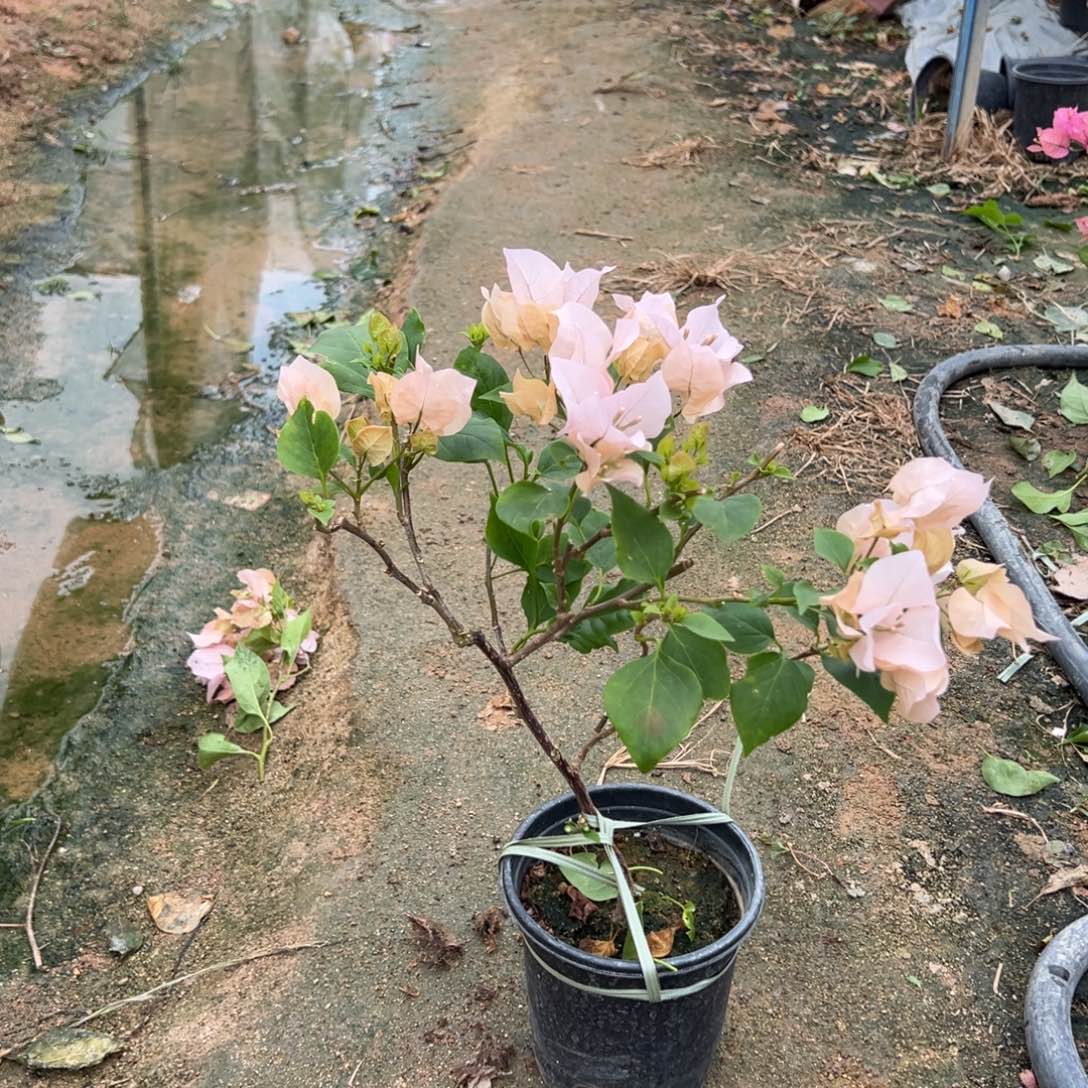 无花朵喜悦杆子瑕疵介意慎拍9.8