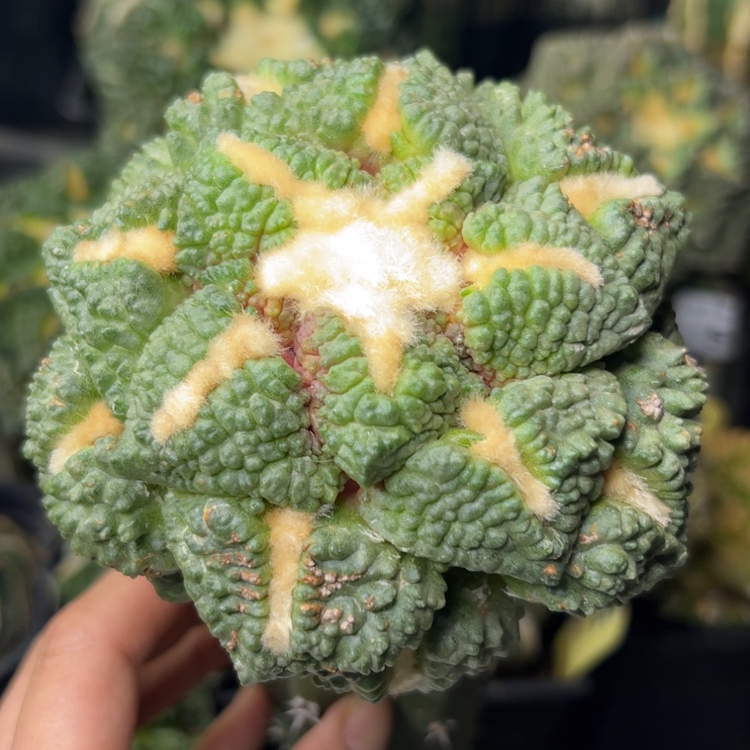 596 仙人球的比赛将于