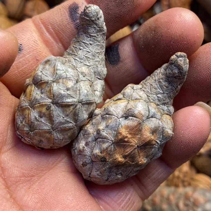 桃核吊坠东北特产122