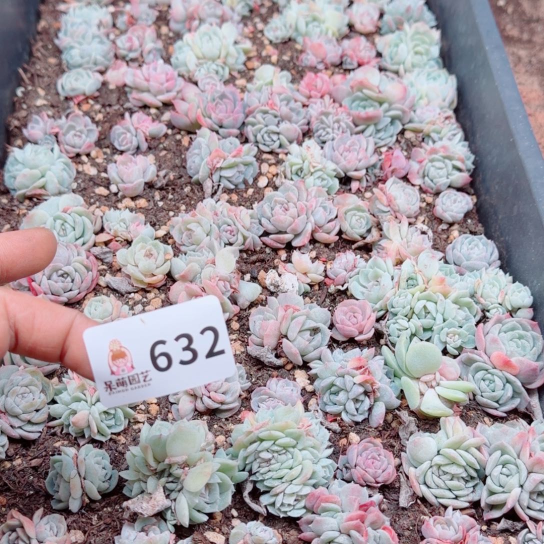 粉***坨多肉植物多肉植物