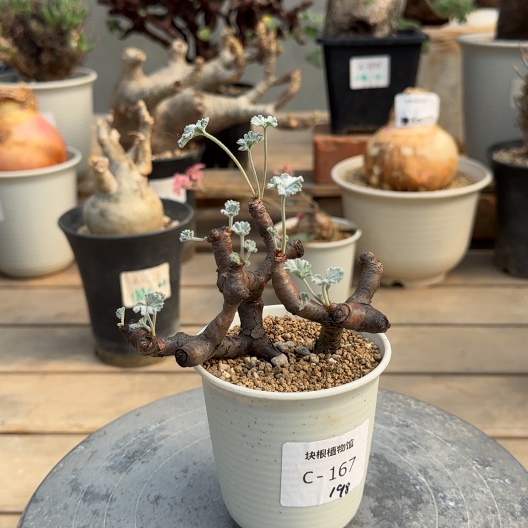 167枝干洋葵不带盆